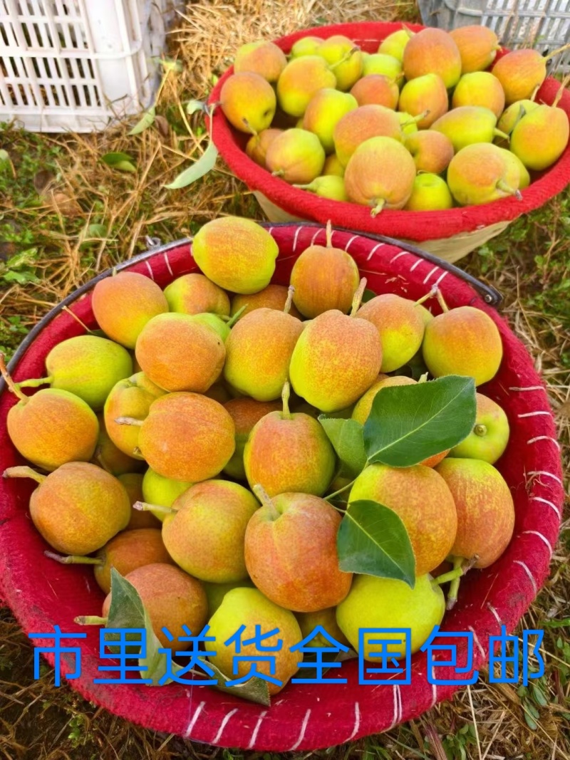 库尔勒香梨