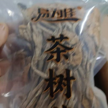 茶树菇