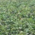 济薯26俗称板栗薯（加工鲜食都可以）