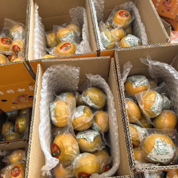恭城脆柿产地直发，商超品质，一件代发