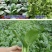 珍品油绿晚抽王青梗菜种子油亮小青菜种子耐寒耐抽薹冬春蔬菜