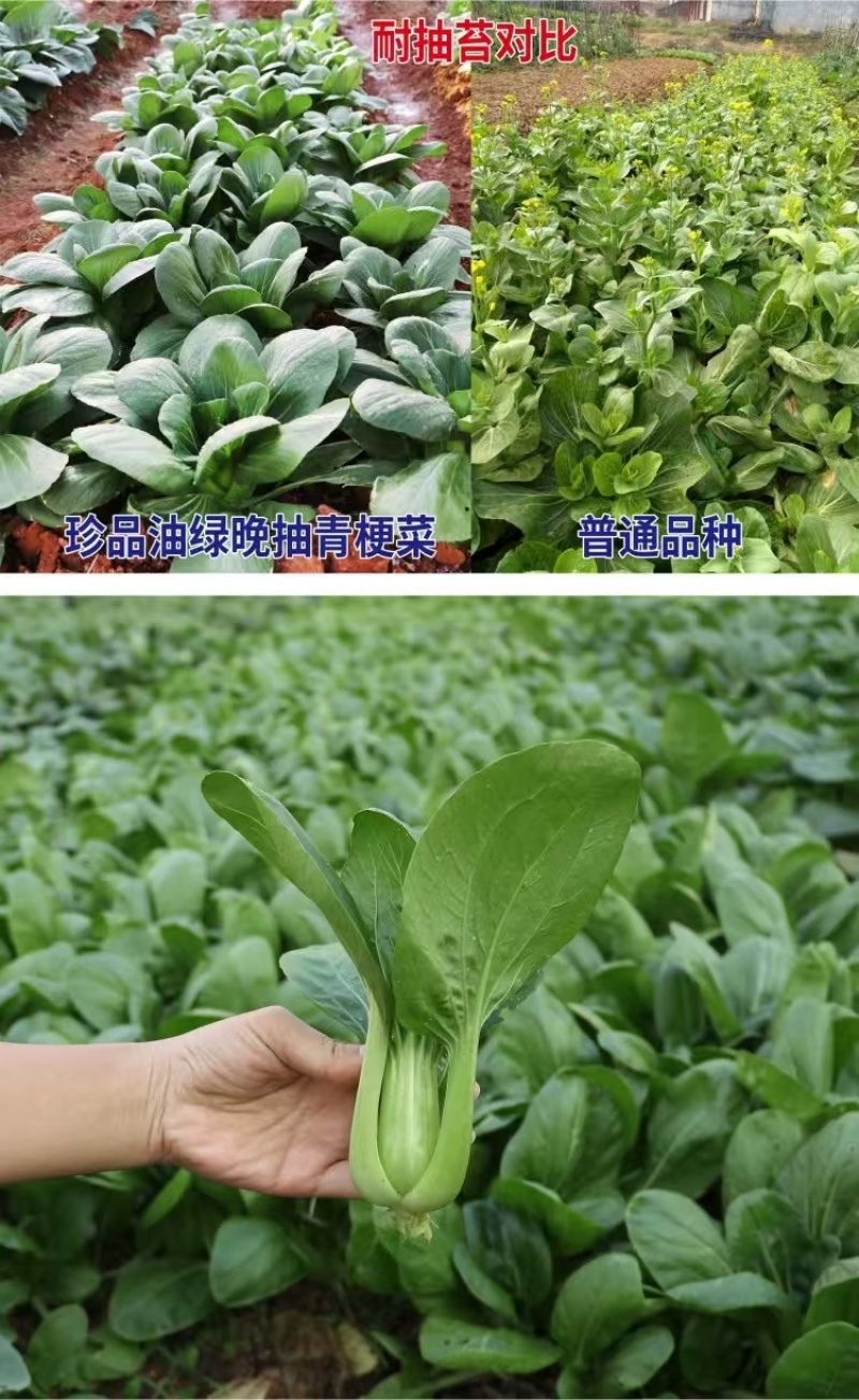 珍品油绿晚抽王青梗菜种子油亮小青菜种子耐寒耐抽薹冬春蔬菜
