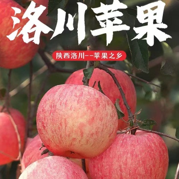 【洛川苹果】陕西红富士/洛川红富士苹果/专业代办