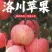 【洛川苹果】陕西红富士/洛川红富士苹果/专业代办