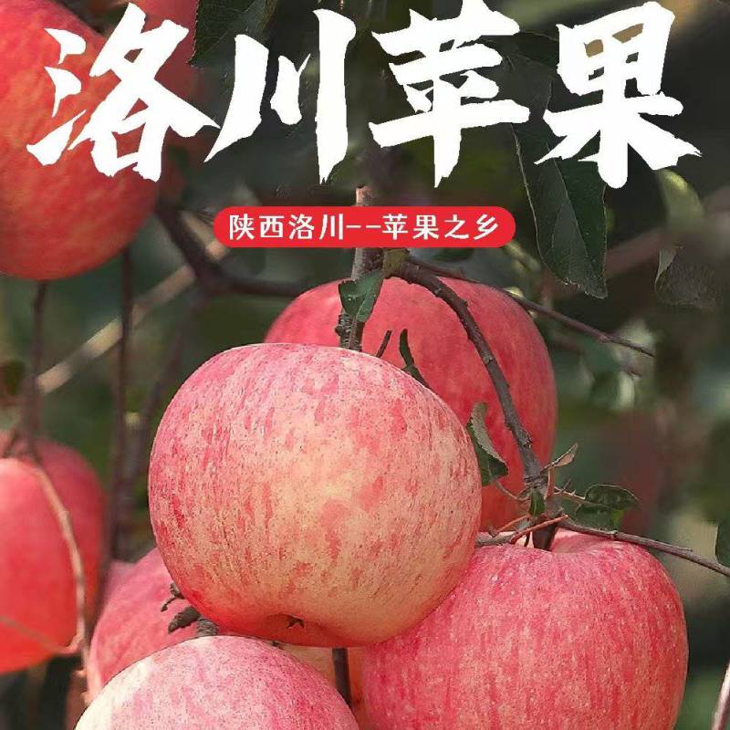 【洛川苹果】陕西红富士/洛川红富士苹果/专业代办