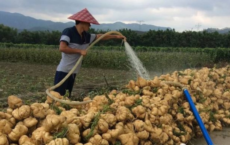 大量沙葛