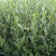 龙井43茶树苗历久弥新，型性系，当年生良种茶苗量大从优