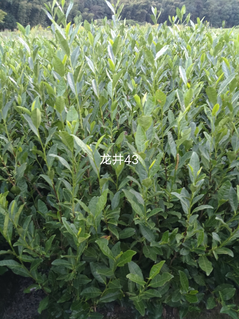 龙井43茶树苗历久弥新，型性系，当年生良种茶苗量大从优
