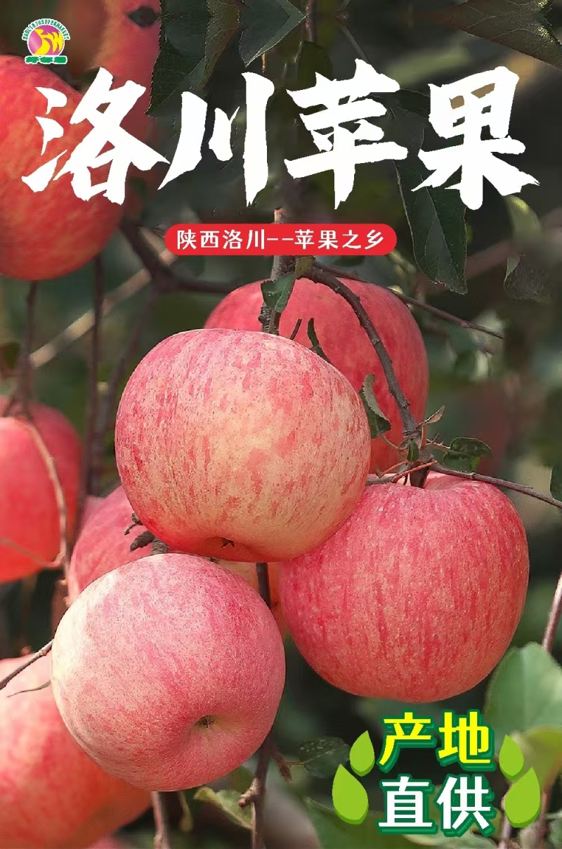 【洛川苹果】陕西红富士/洛川红富士苹果/专业代办