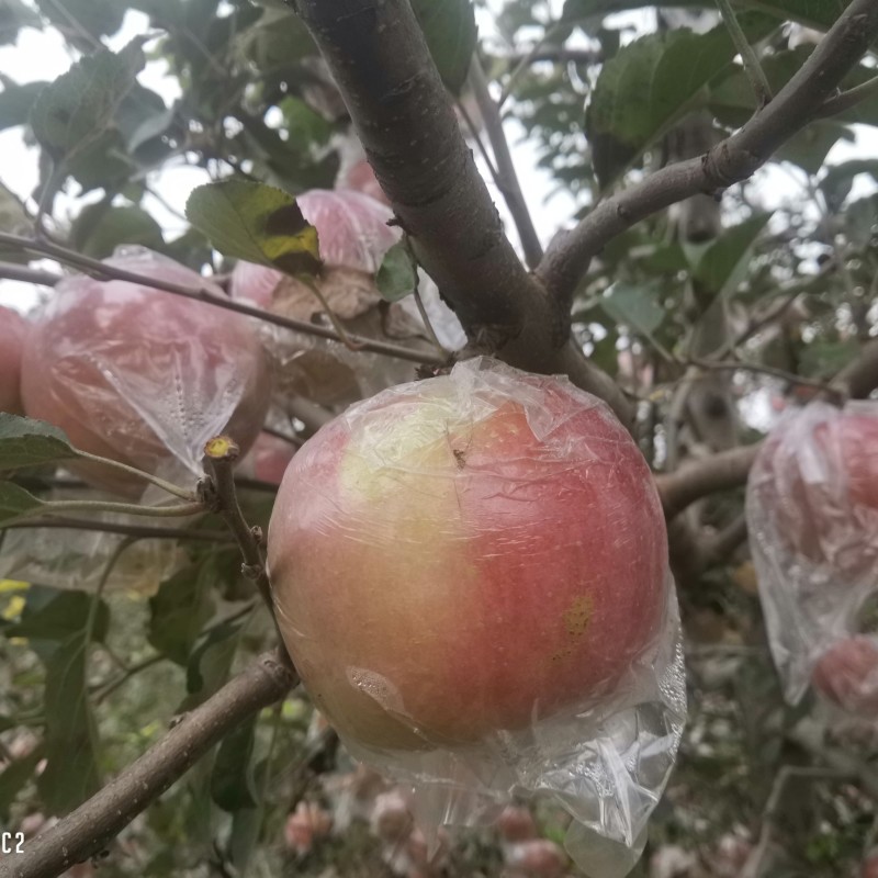 山西红富士苹果代收和电商代发膜袋纸加膜苹果，量大优惠