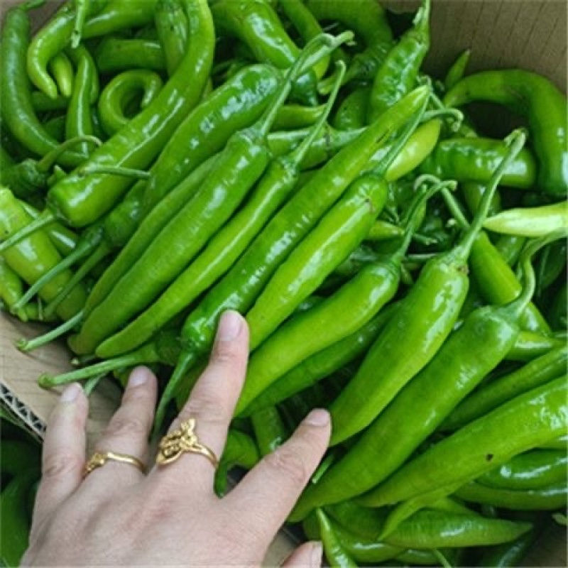 【海量货源】精品杭椒山东鲜辣椒品种齐全整车发货