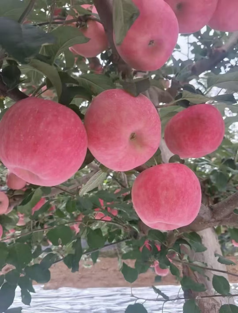 【百人下单】洛川红富士/陕西苹果/对接工厂果汁厂食品加工