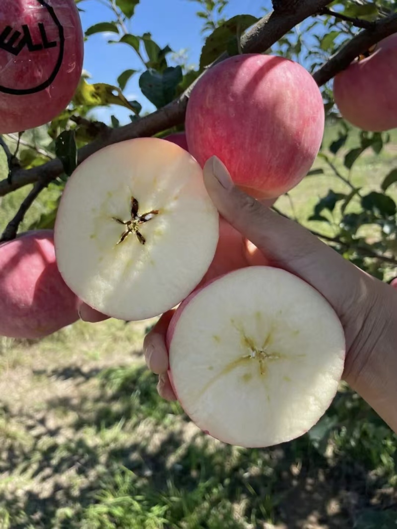 【百人下单】洛川红富士/陕西苹果/对接工厂果汁厂食品加工