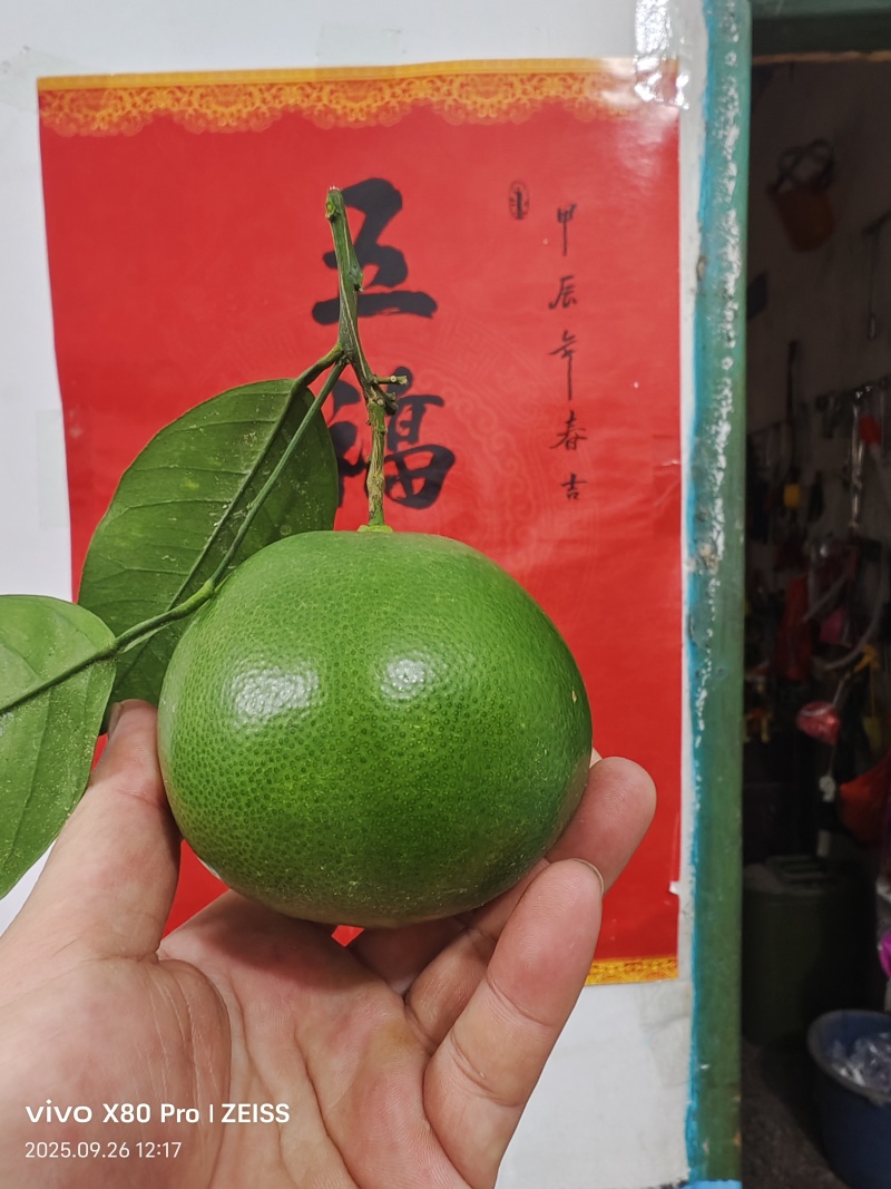 葡萄柚一手货源精品葡萄柚全国发货白柚红柚蜜柚品