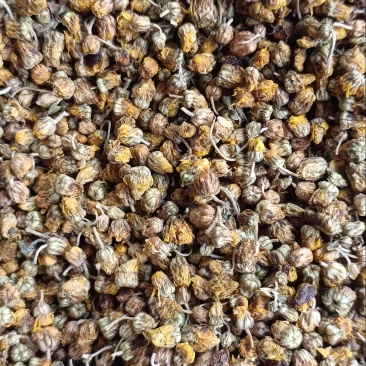 大别山周边高含量野菊花新货