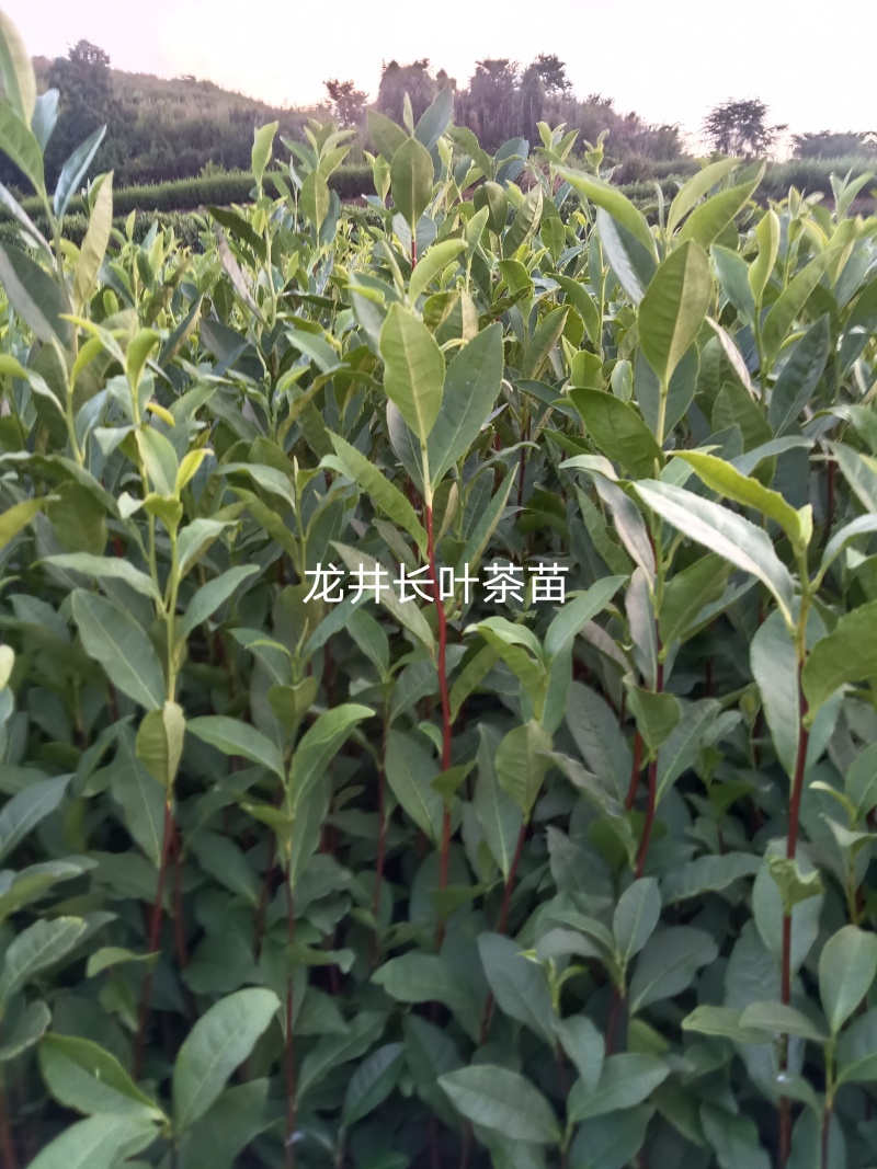 龙井43茶苗长叶茶苗，叶片厚病害少，耐低温弱光根丝好