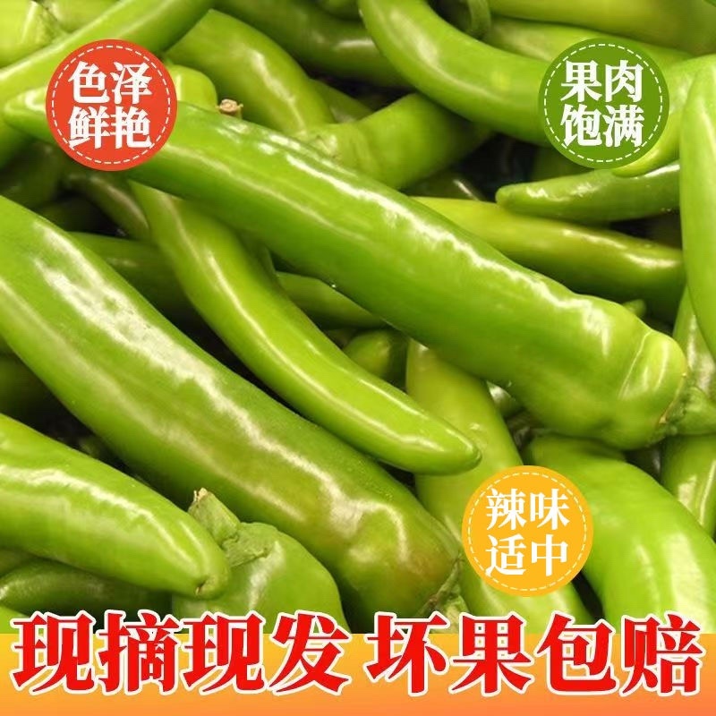 【海量货源】山东尖椒青椒一手货源稳定供应市场整车发货