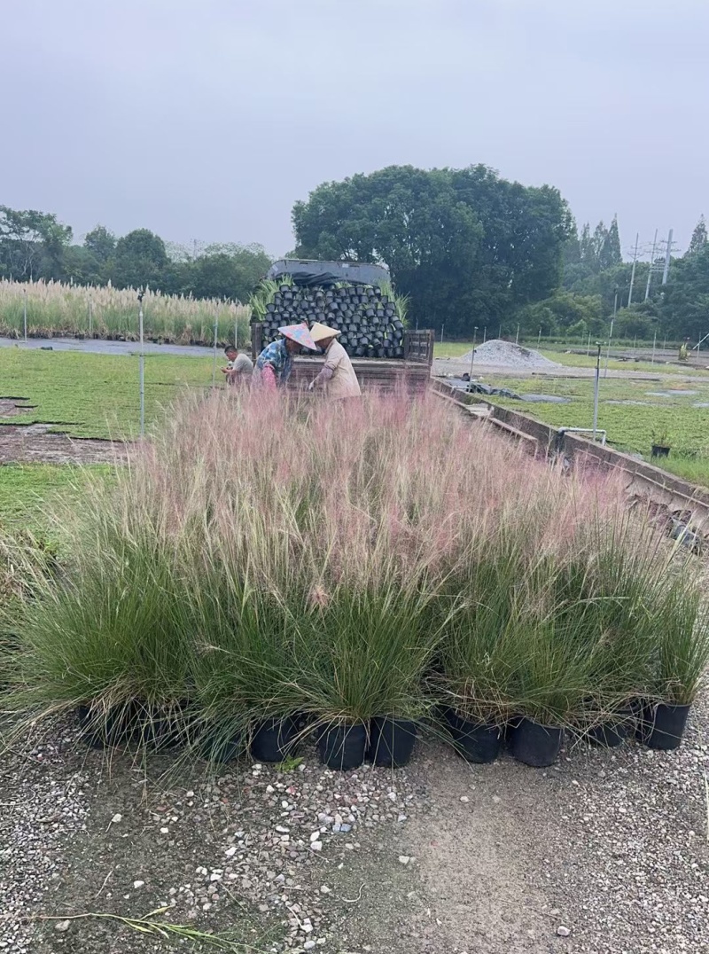 水生植物粉黛乱子草1加仑、2加仑、5加仑，欢迎来一亩田订