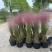 水生植物粉黛乱子草1加仑、2加仑、5加仑，欢迎来一亩田订