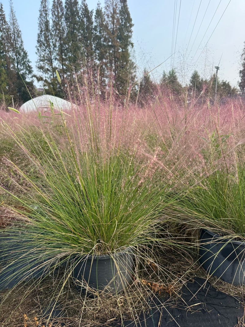 水生植物粉黛乱子草1加仑、2加仑、5加仑，欢迎来一亩田订