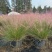 水生植物粉黛乱子草1加仑、2加仑、5加仑，欢迎来一亩田订