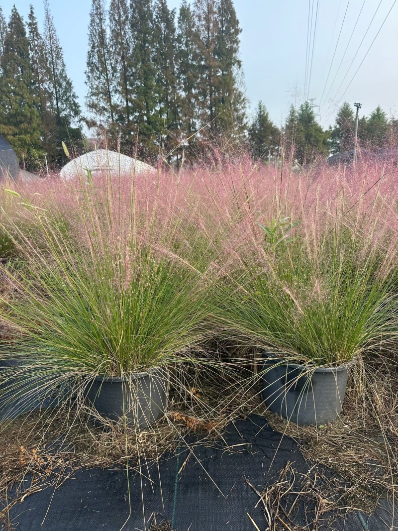水生植物粉黛乱子草1加仑、2加仑、5加仑，欢迎来一亩田订