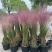 水生植物粉黛乱子草1加仑、2加仑、5加仑，欢迎来一亩田订