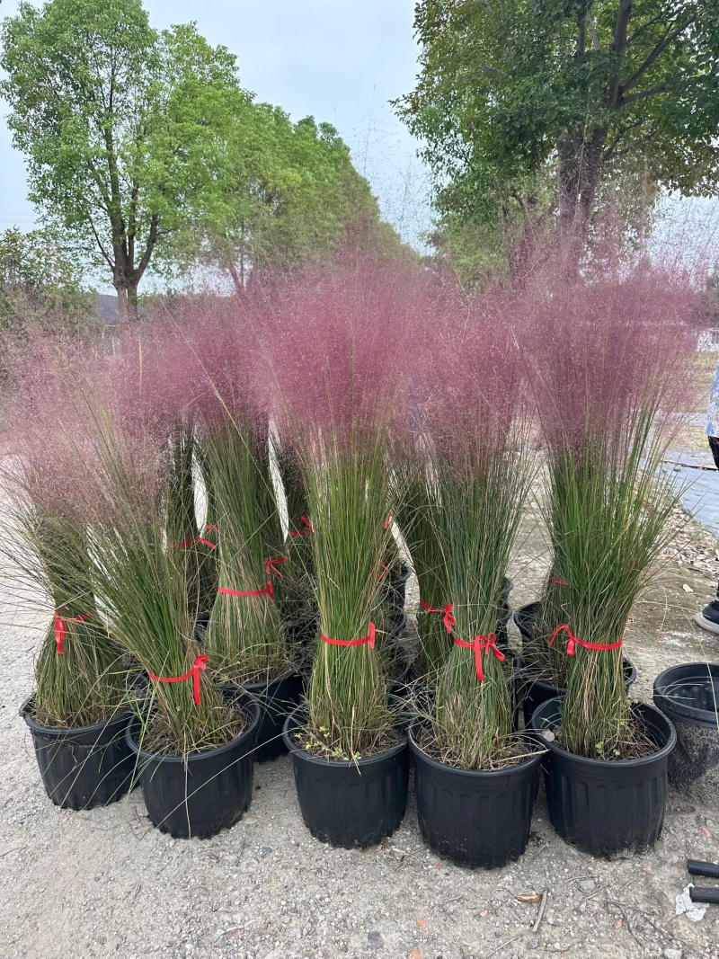 水生植物粉黛乱子草1加仑、2加仑、5加仑，欢迎来一亩田订