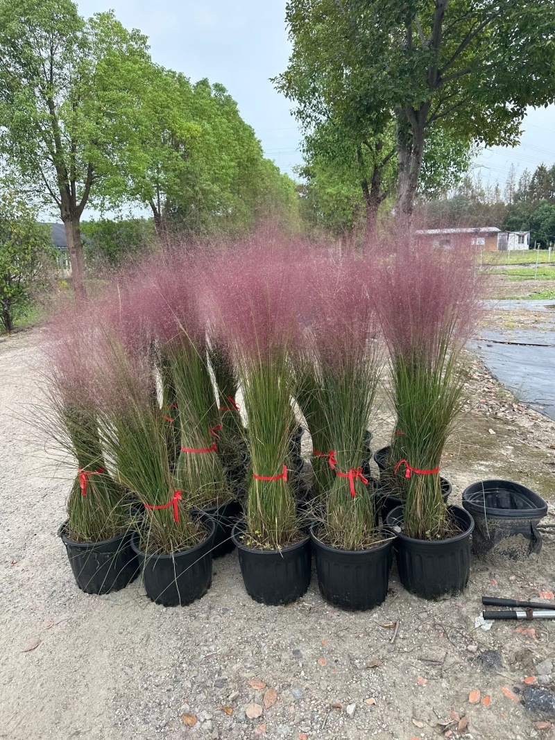 水生植物粉黛乱子草1加仑、2加仑、5加仑，欢迎来一亩田订