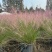 水生植物粉黛乱子草1加仑、2加仑、5加仑，欢迎来一亩田订