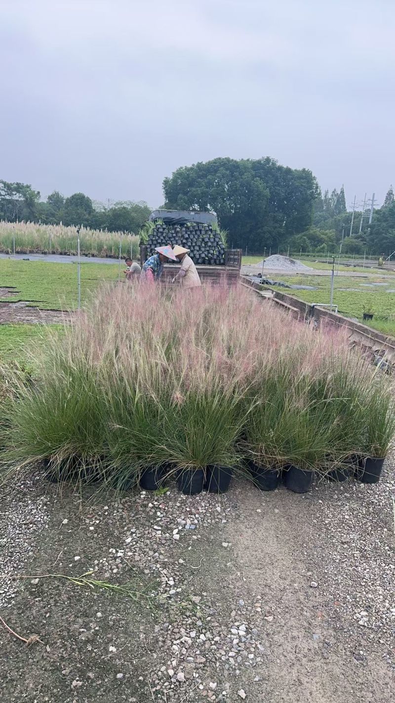 水生植物粉黛乱子草1加仑、2加仑、5加仑，欢迎来一亩田订