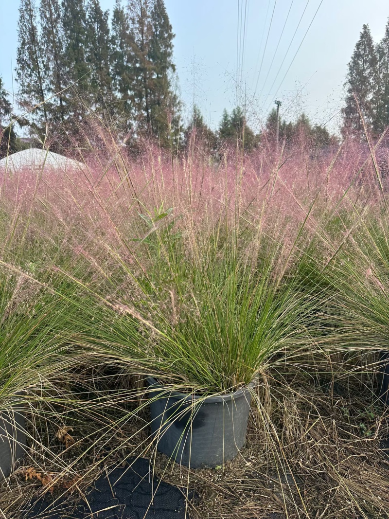 水生植物粉黛乱子草1加仑、2加仑、5加仑，欢迎来一亩田订