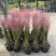 水生植物粉黛乱子草1加仑、2加仑、5加仑，欢迎来一亩田订