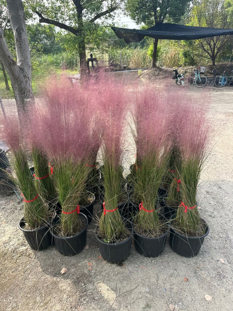 水生植物粉黛乱子草1加仑、2加仑、5加仑，欢迎来一亩田订
