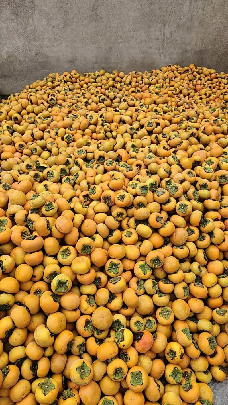 阳丰甜杮