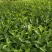 龙井43茶苗长叶茶苗，叶片厚病害少，耐低温弱光根丝好