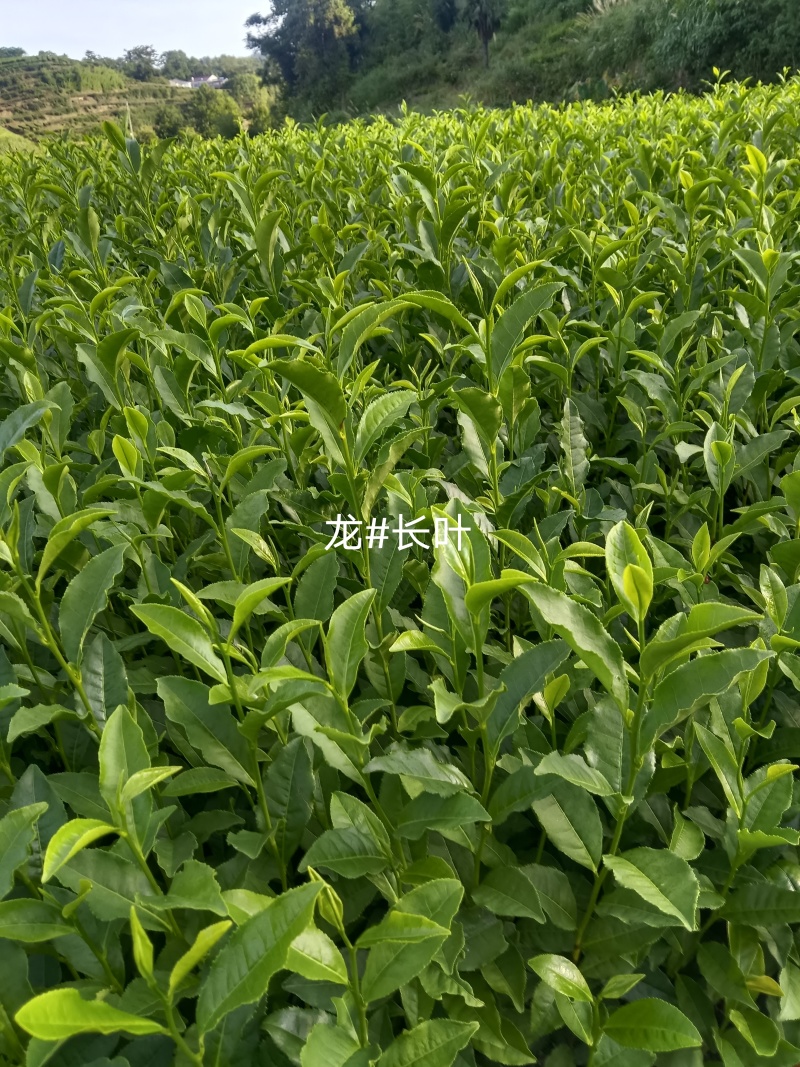 龙井43茶苗长叶茶苗，叶片厚病害少，耐低温弱光根丝好