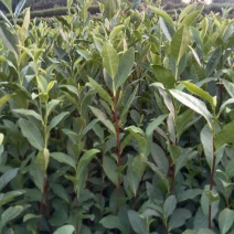 龙井43茶苗长叶茶苗，叶片厚病害少，耐低温弱光根丝好
