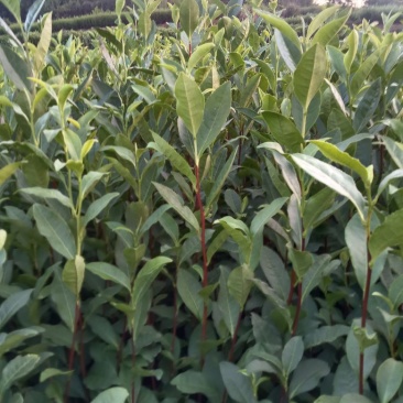 龙井43茶苗长叶茶苗，叶片厚病害少，耐低温弱光根丝好