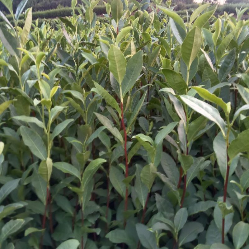 龙井43茶苗长叶茶苗，叶片厚病害少，耐低温弱光根丝好