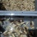 (虎头蜂蛹)户外找蜂，蜂蛹美食，高蛋白，油炸嘎嘎香