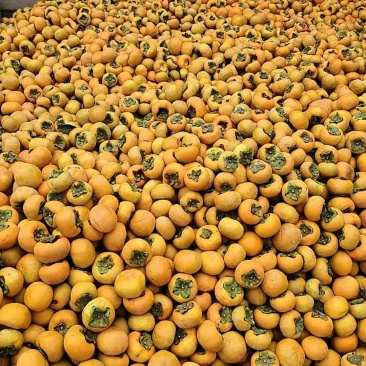 阳丰甜杮