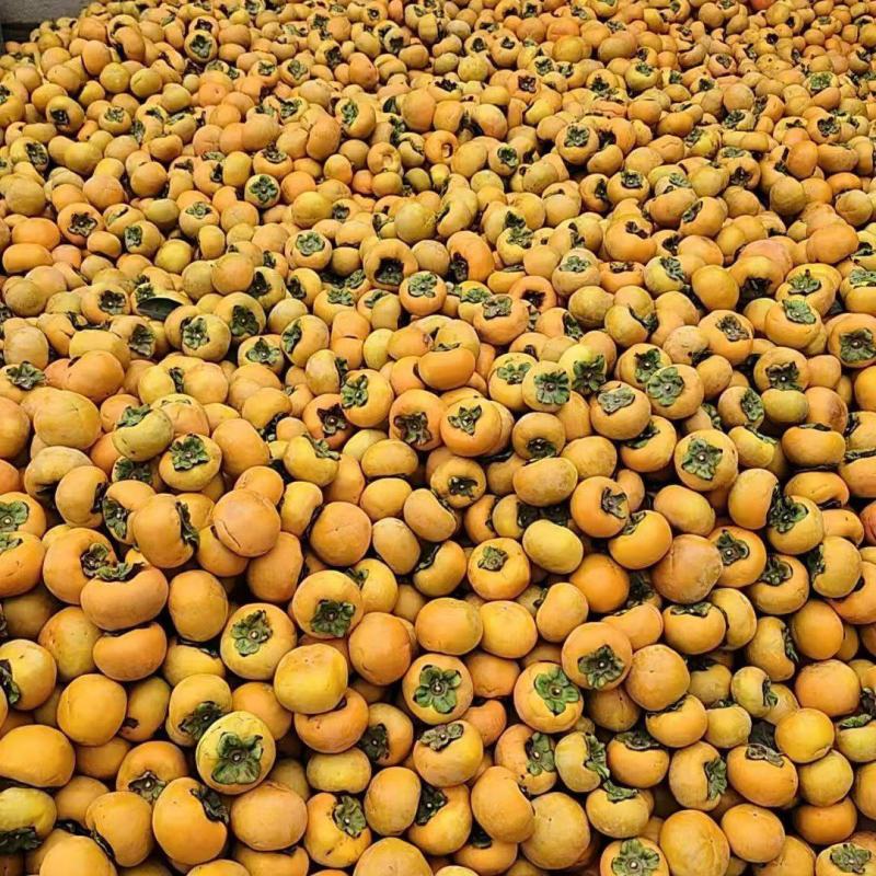 阳丰甜杮