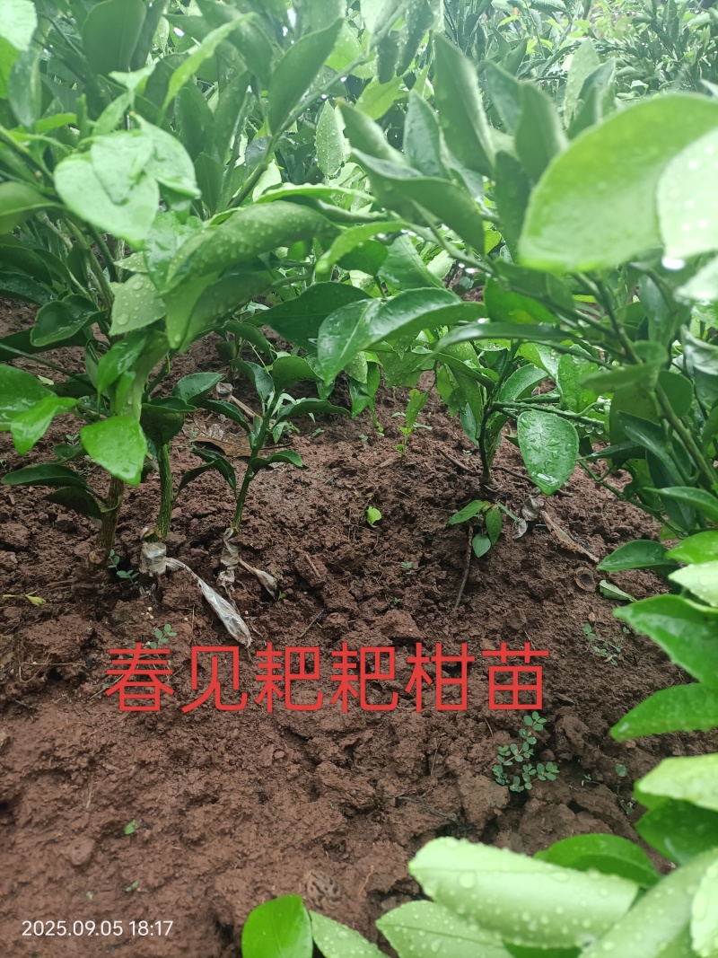 春见耙耙苗，四川耙耙柑苗，规格齐全。
