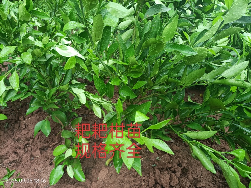 春见耙耙苗，四川耙耙柑苗，规格齐全。