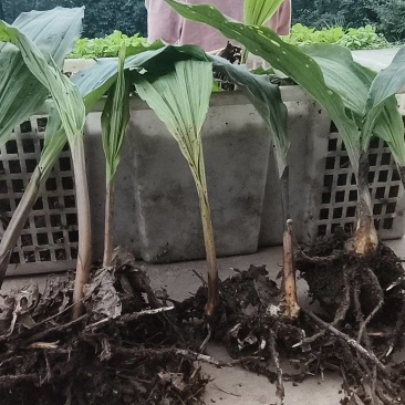 大小直播苗都有
