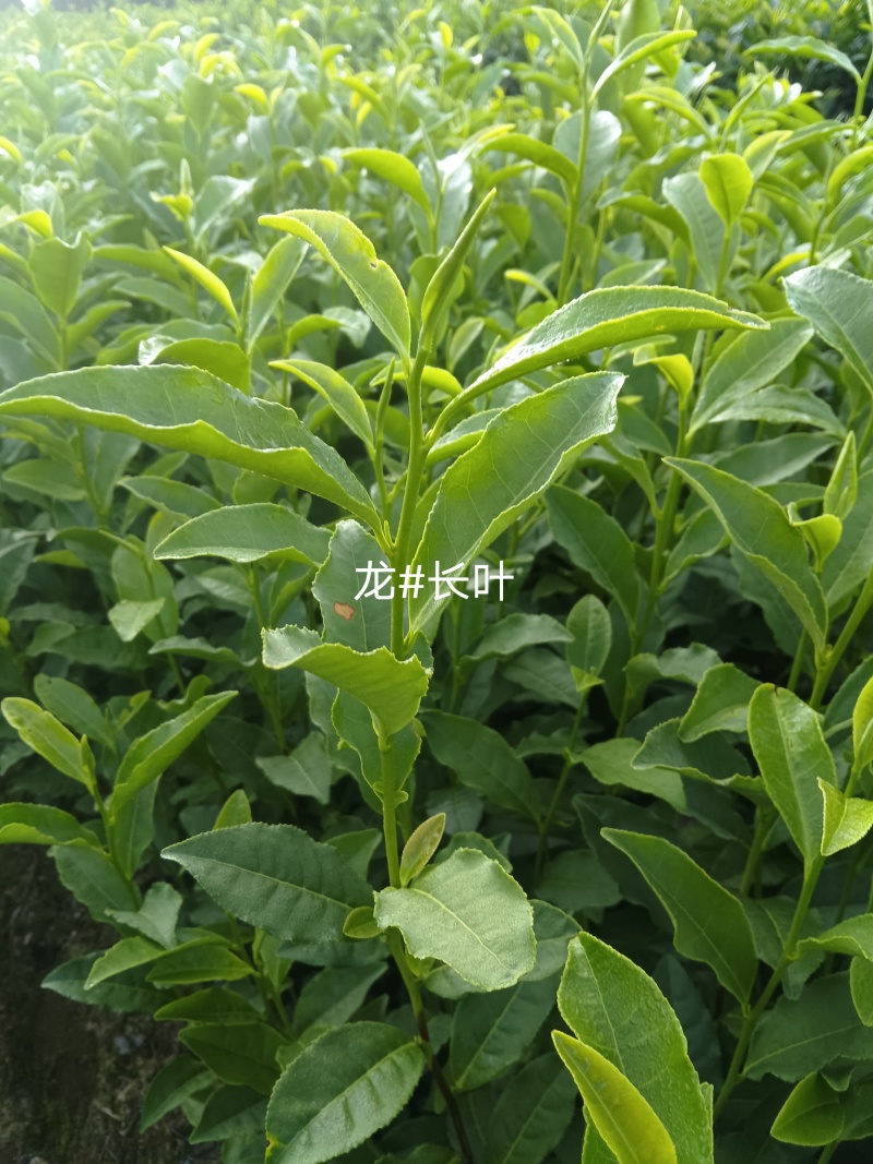 龙井长叶茶苗，潜内长势好，病害少耐低温弱光根丝好，成活率
