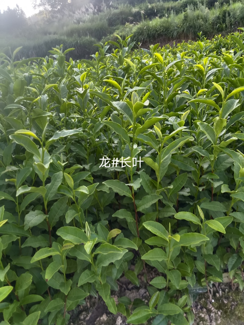 龙井长叶茶苗，潜内长势好，病害少耐低温弱光根丝好，成活率