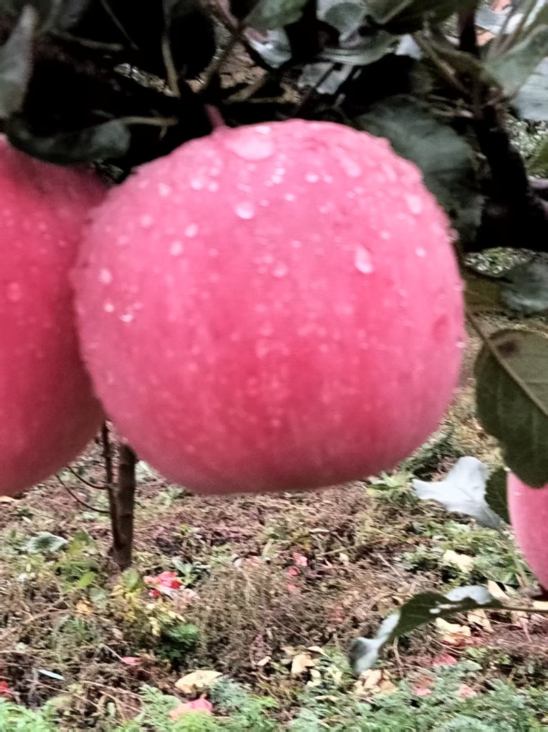 红富士苹果