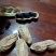 云南富硒带壳黑花生干货云南产地直发，全国发货，欢迎下单
